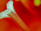 Amaryllis (hippeastrum reginae), Narbe